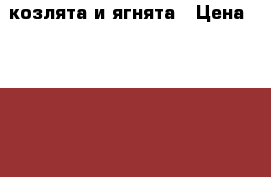 козлята и ягнята › Цена ­ 2 000 - Красноярский край, Большемуртинский р-н, Лакино д. Животные и растения » Другие животные   . Красноярский край